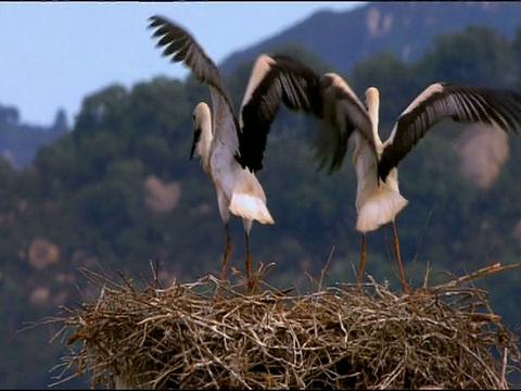 白鹳(Ciconia Ciconia)的巢，Dehesa de Abajo(普埃布拉del里约热内卢，塞维利亚)，安达卢西亚，西班牙视频素材