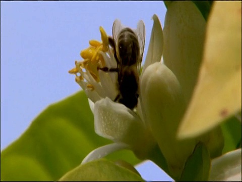 蜜蜂在柑橘花上(可能是柑橘?中国柑橘)，cu, Andalucia，西班牙视频素材