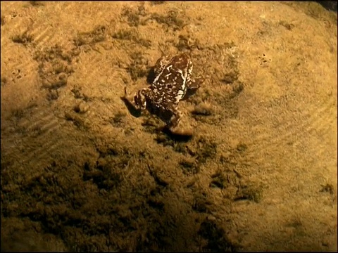 游泳的Natterjack Toad (Epidalea calamita)，西班牙安达卢西亚视频素材