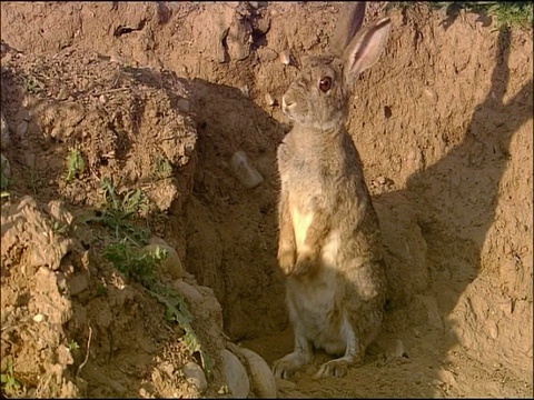 西班牙安达卢西亚，兔子(Oryctolagus cuniculus)在地穴入口外，坐直，警惕视频素材