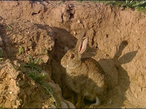 西班牙安达卢西亚的兔子(Oryctolagus cuniculus)警觉地坐起来，转身进入洞穴视频素材