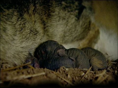 西班牙安达卢西亚兔(Oryctolagus cuniculus)成体，盘至新生儿哺乳视频素材