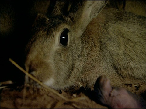 西班牙安达卢西亚，兔子(Oryctolagus cunulus)向新生儿倾斜视频素材