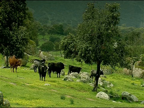 牛(Bos taurus)- Toros Bravos(斗牛品种)，安杜哈尔山脉，安达卢西亚，西班牙视频素材