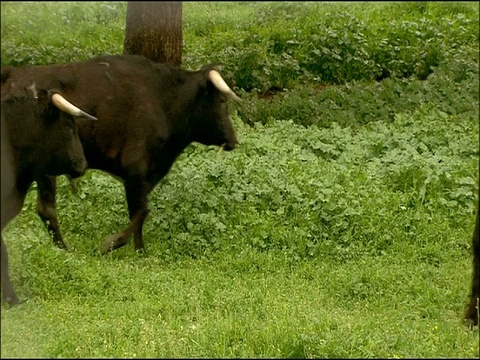 公牛(Bos taurus): Toros Bravos(斗牛比赛)，安杜哈尔山脉，安达卢西亚，西班牙视频素材