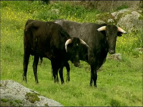 牛(博斯特金牛座):Toros Bravos(斗牛品种)，安杜哈尔山脉，安达卢西亚，西班牙视频素材