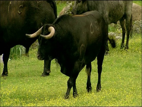 公牛(博斯特金牛座):Toros Bravos(斗牛品种)，安杜哈尔山脉，安达卢西亚，西班牙视频素材