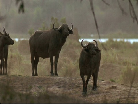 MS Two Buffalo站在尘土飞扬的土堆上，环顾四周，Mana Pools，津巴布韦视频素材