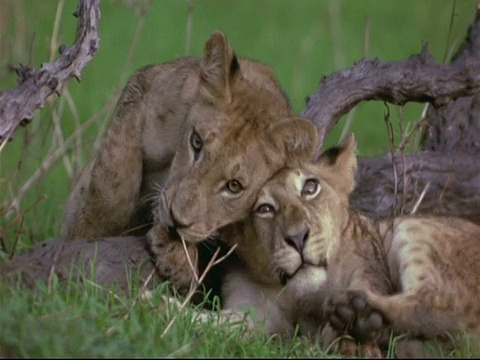 非洲狮幼崽(Panthera leo) - CU两只幼狮，躺在一起，互相清洗/梳理，魔法池，津巴布韦视频素材