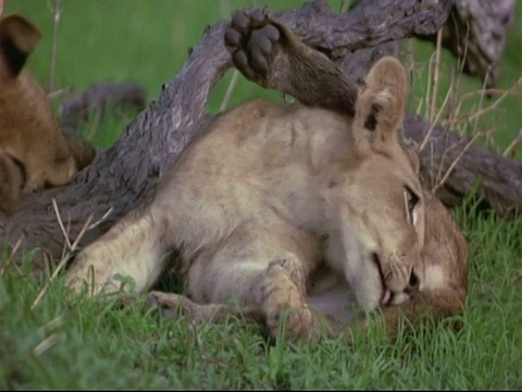 非洲狮幼崽(Panthera leo) - CU两只幼狮，躺在一起，休息和梳理，魔法池，津巴布韦视频素材