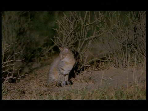 非洲野猫(Felis libyca)警觉地坐着，然后离开草丛，博茨瓦纳视频素材