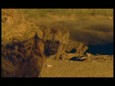 博茨瓦纳，CU Spotted Hyena (Crocuta Crocuta)正在四处寻找视频素材