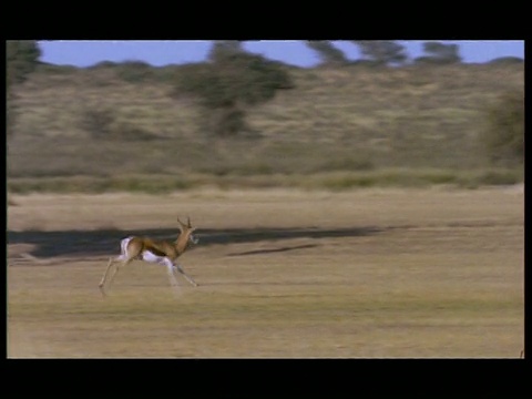 MS Panning右，Springbok (Antidorcas marsupialis)奔跑，博茨瓦纳视频素材