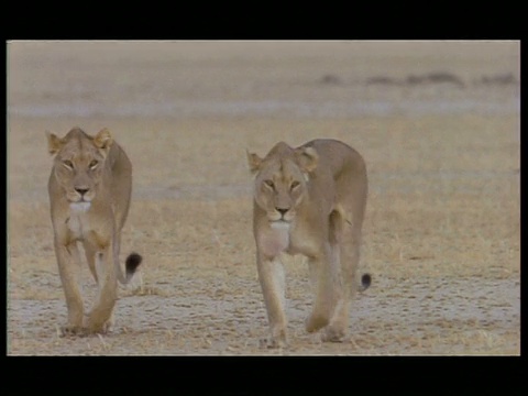 MS 3非洲狮(Panthera leo)行走在贫瘠的景观，博茨瓦纳视频素材