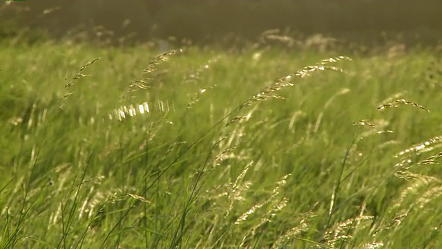 MS View of grass field / Kirf，莱茵兰-普法尔茨，德国视频素材