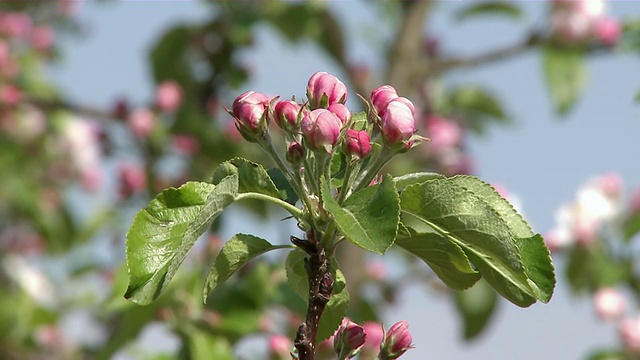 盛开的苹果树/ Kastel，莱茵兰-普法尔茨，德国视频素材