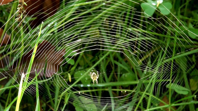 MS Spider web /萨尔堡，莱茵兰-普法尔茨，德国视频素材