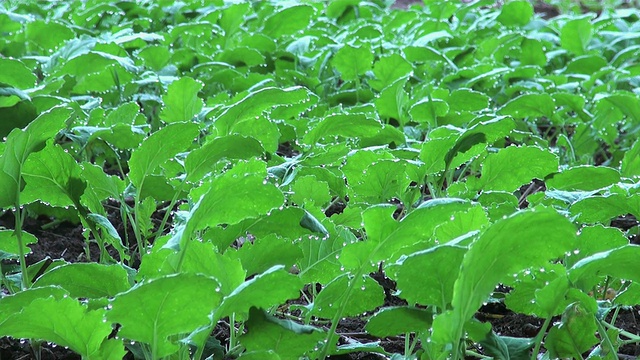 MS露珠叶子/萨尔堡，莱茵兰-普法尔茨，德国视频素材