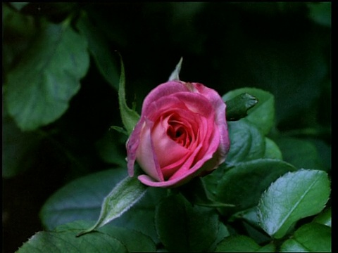 T/L花- CU花蕾开放粉色玫瑰，然后枯萎，花瓣脱落，自然背景视频素材