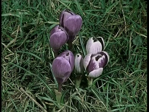 T/L花-单片机开花蕾以紫色番红花为主，角度高，背景自然视频素材