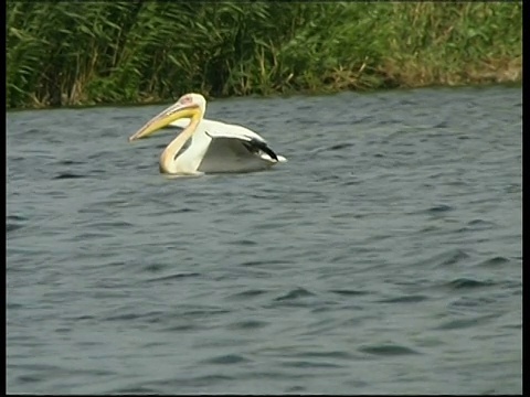 达尔马提亚鹈鹕(pelelecanus crispus)从多瑙河游泳和起飞，罗马尼亚视频素材