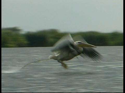 达尔马提亚鹈鹕(pelelecanus crispus)从多瑙河游泳和起飞，罗马尼亚视频素材