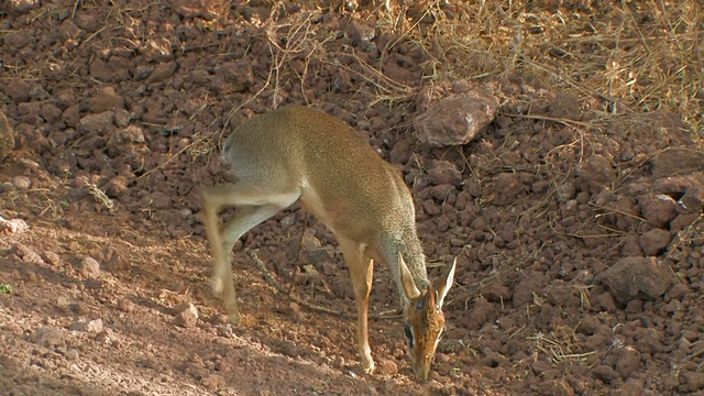 坦桑尼亚曼雅拉湖，Dik Dik (Madoqua sp.)在路上散步和吃种子视频素材