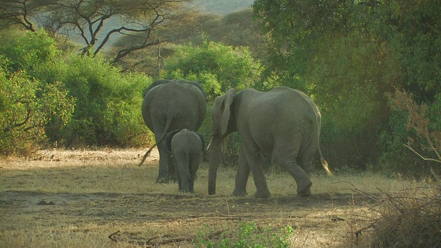 坦桑尼亚塞伦盖蒂丛林中的非洲丛林象(Loxodonta africana)一家视频素材