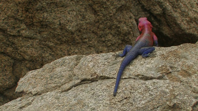 彩虹阿伽马(agama agama)雄性，坦桑尼亚视频素材