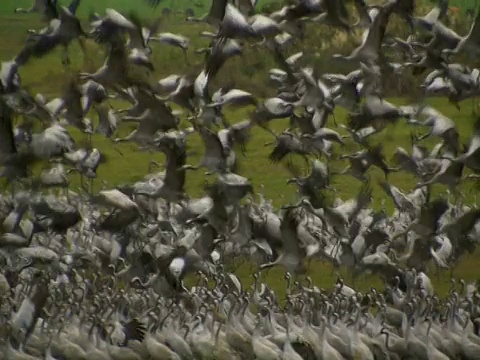 普通鹤(Grus Grus)殖民地，草裙舞谷，以色列;与音频视频素材