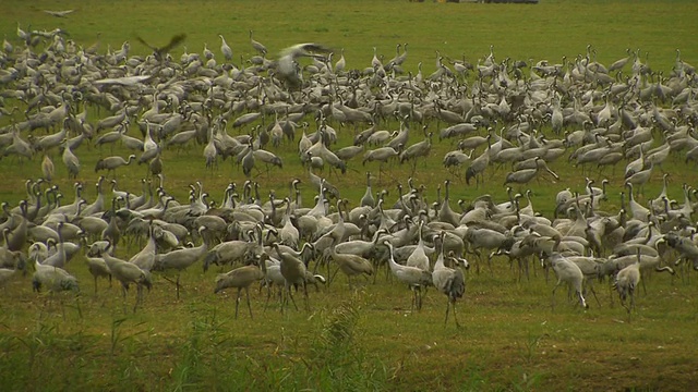 普通鹤(Grus Grus)殖民地，草裙舞谷，以色列;与音频视频素材