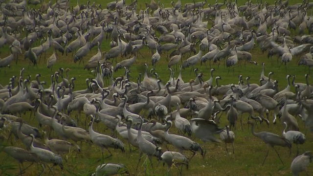 普通鹤(Grus Grus)殖民地，草裙舞谷，以色列;与音频视频素材