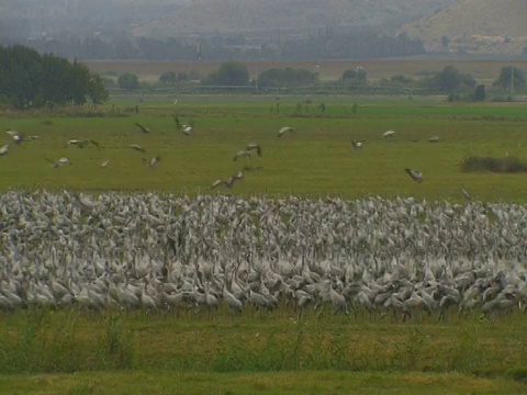 普通鹤(Grus Grus)起飞殖民地，草裙舞谷，以色列;与音频视频素材