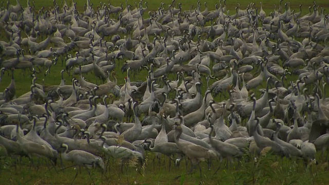 普通鹤(Grus Grus)殖民地，草裙舞谷，以色列;与音频视频素材