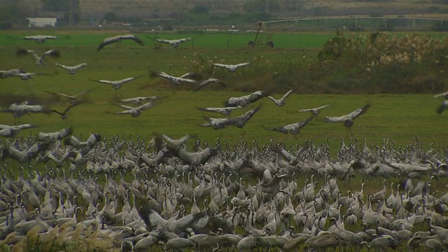 普通鹤(Grus Grus)在飞行殖民地，草裙舞谷，以色列;与音频视频素材