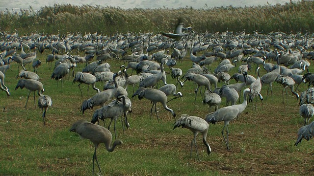 普通鹤(Grus Grus)饲养，草拉谷，以色列;与音频视频素材