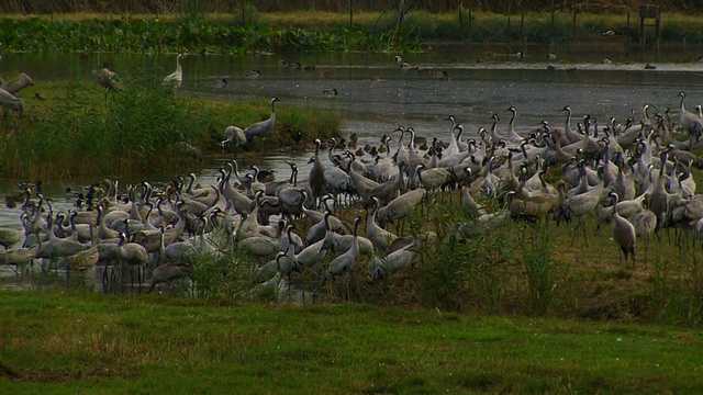 普通鹤(Grus Grus)饲养，草拉谷，以色列;与音频视频素材