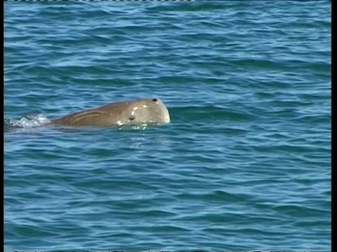 MS Dugong, Dugong dugon，在海上游泳，上部和水下拍摄序列，澳大利亚;序列剪辑，特殊术语适用视频素材