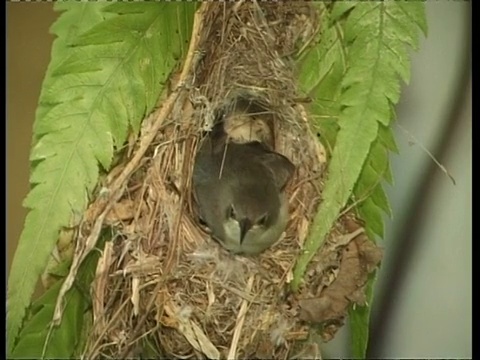 MS Sunbird雏飞巢，以色列视频素材