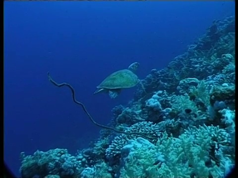 海龟-水下，MS转过身在蓝色的水上面的珊瑚礁和移动缓慢远离珊瑚礁，漂白珊瑚在前景视频下载