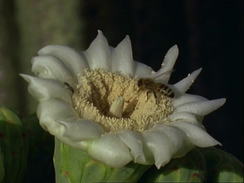 蜜蜂在仙人掌花上采集花粉，美国视频素材