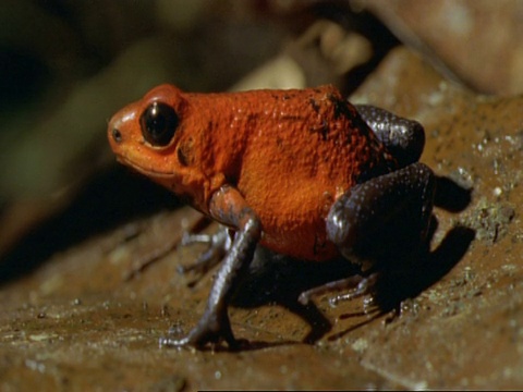 哥斯达黎加，坐在凋落叶上的草莓蛙(Dendrobates pumilio)的CU剖面视频素材