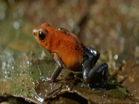 哥斯达黎加草莓蛙(Dendrobates pumilio)一动不动地坐在叶子上，背上有蝌蚪视频素材