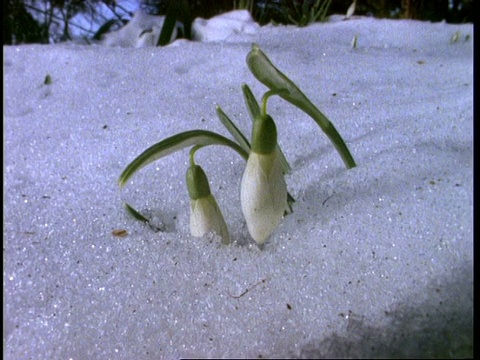 科罗拉多的雪花莲从雪中探出来视频素材