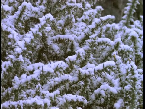 雪覆盖金雀花丛，英格兰，英国视频素材