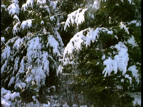 雪覆盖松树，英格兰，英国视频素材