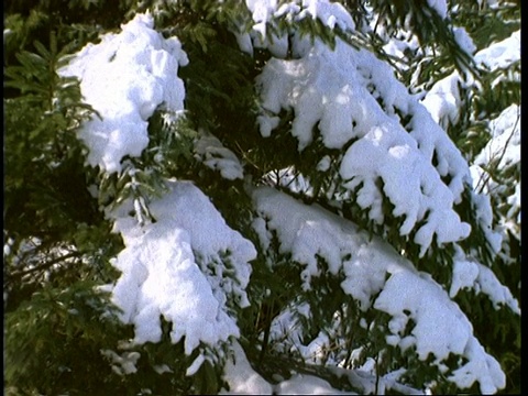 雪覆盖松树，英格兰，英国视频素材