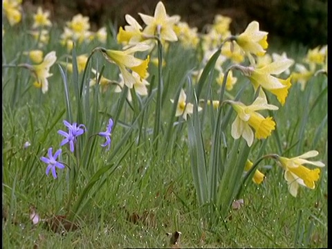 CU Scilla，缩小到MS Scilla和Daffodils，英格兰，英国视频素材