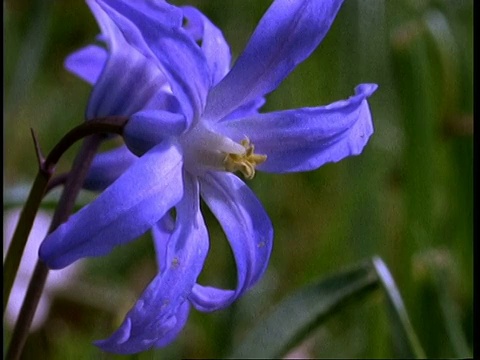 CU Scilla flower，英格兰，英国视频素材