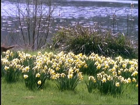 野鸡，秋水仙，沿着河岸走过水仙花，英国，英国视频素材